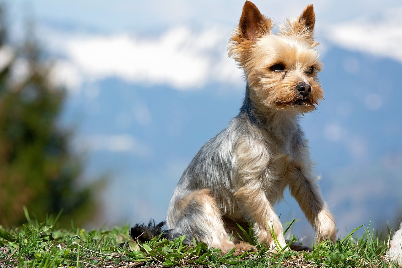 The Playful Nature of the Soft Coated Wheaten Terrier